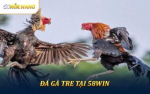 Đá Gà Tre - Trải Nghiệm Thú Vị Và Thông Tin Chi Tiết Từ 58Win